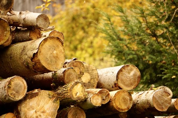 Cost of Wood Pile Removal in Upper Marlboro