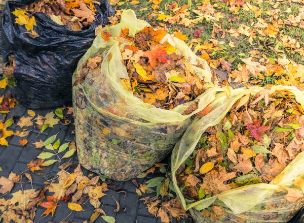 Yard Cleanup Service in Upper Marlboro