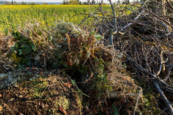 Cost of Brush Disposal in Upper Marlboro