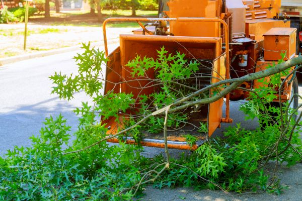 Cost of Tree Branches Removal in Upper Marlboro