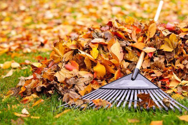 Yard Leaf Removal in Upper Marlboro