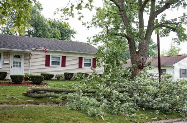 Cost of Fallen Branch Removal in Upper Marlboro